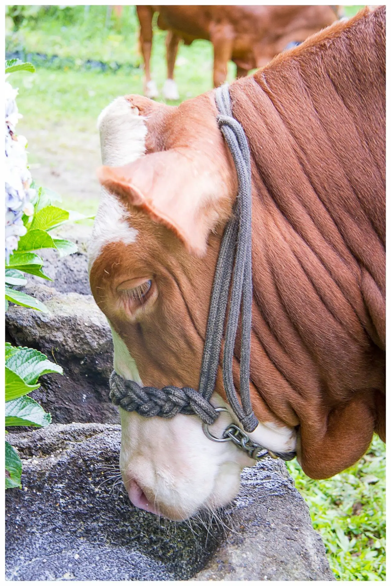 Selecting for our farm’s conditions