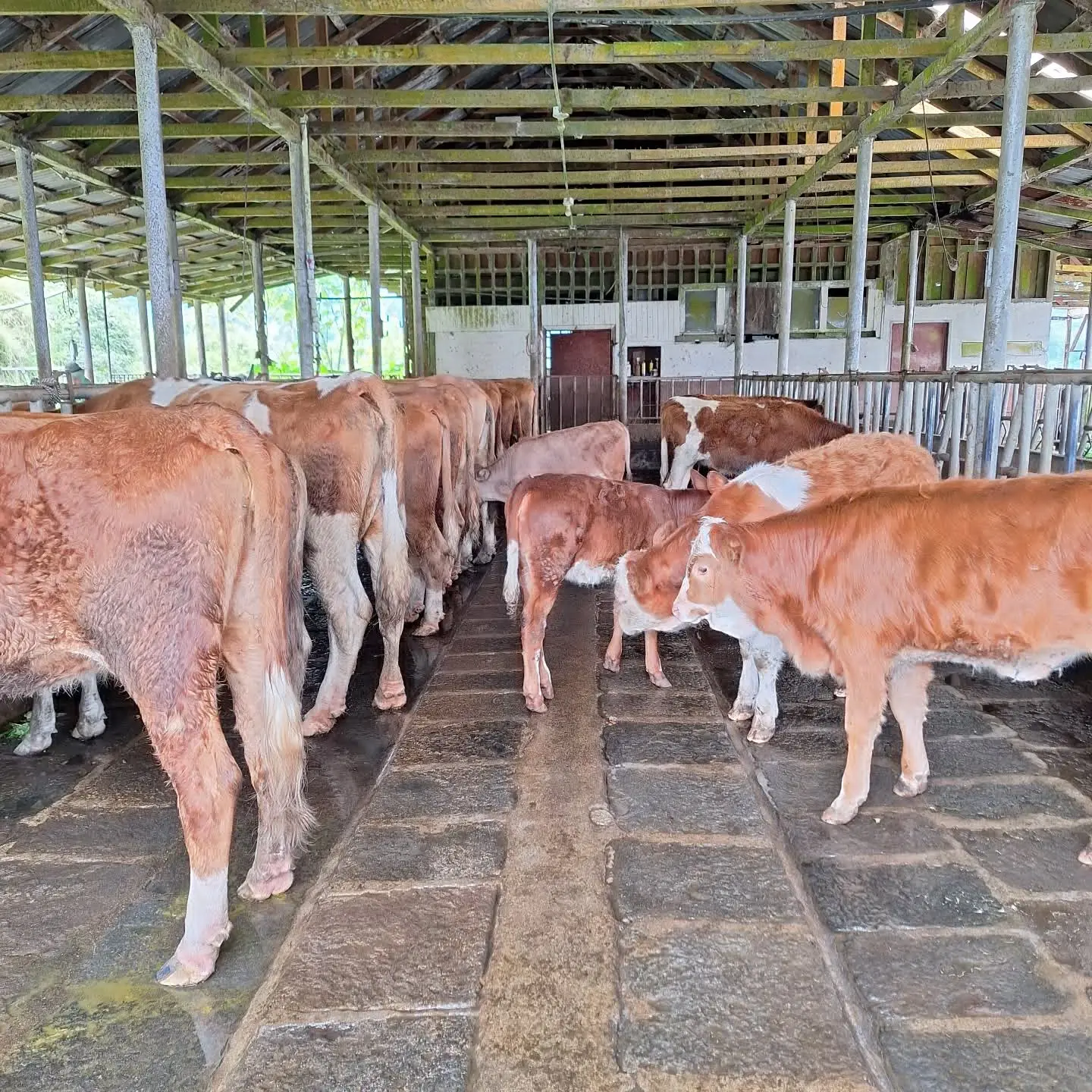 Commercial Simmental