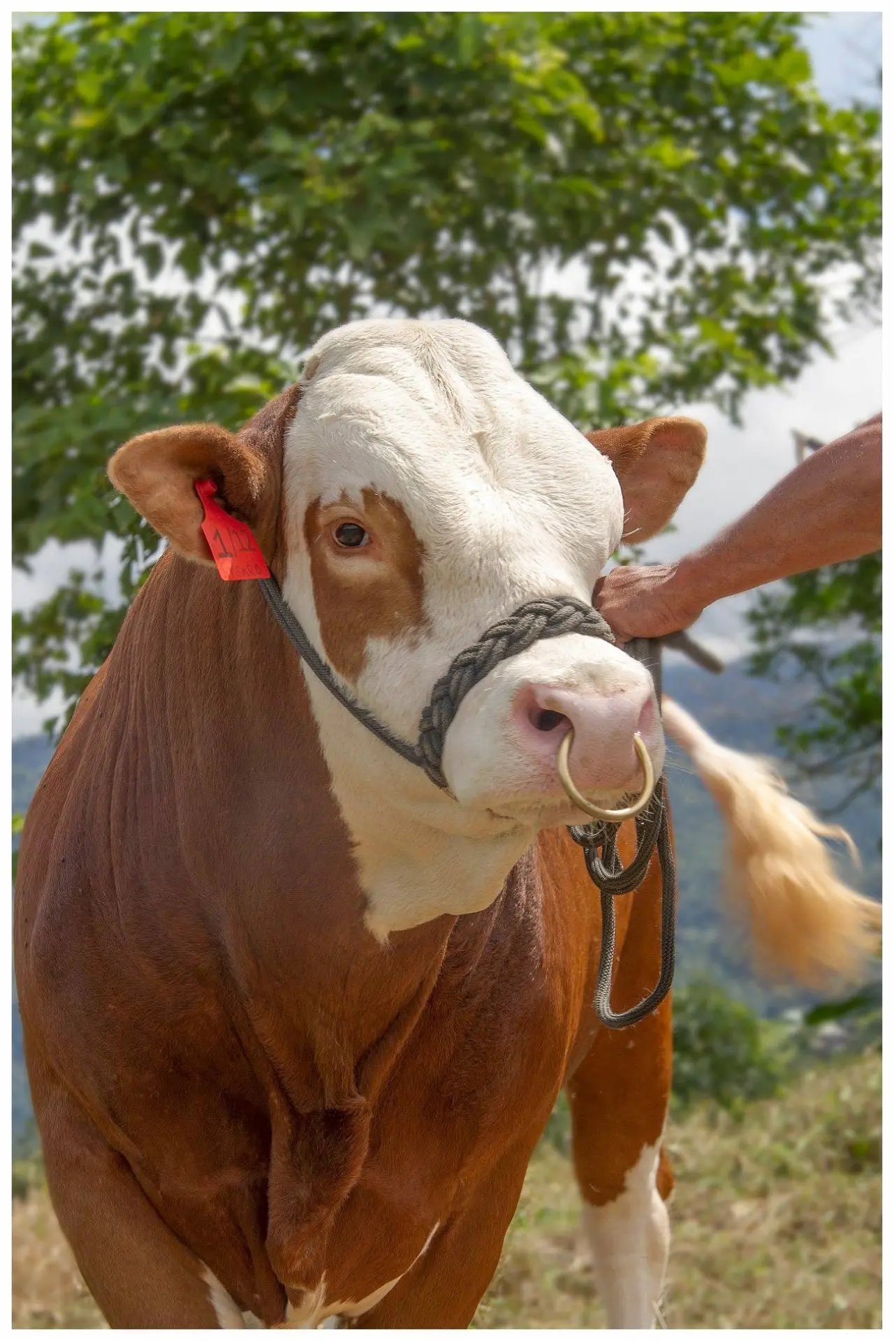 Simmental