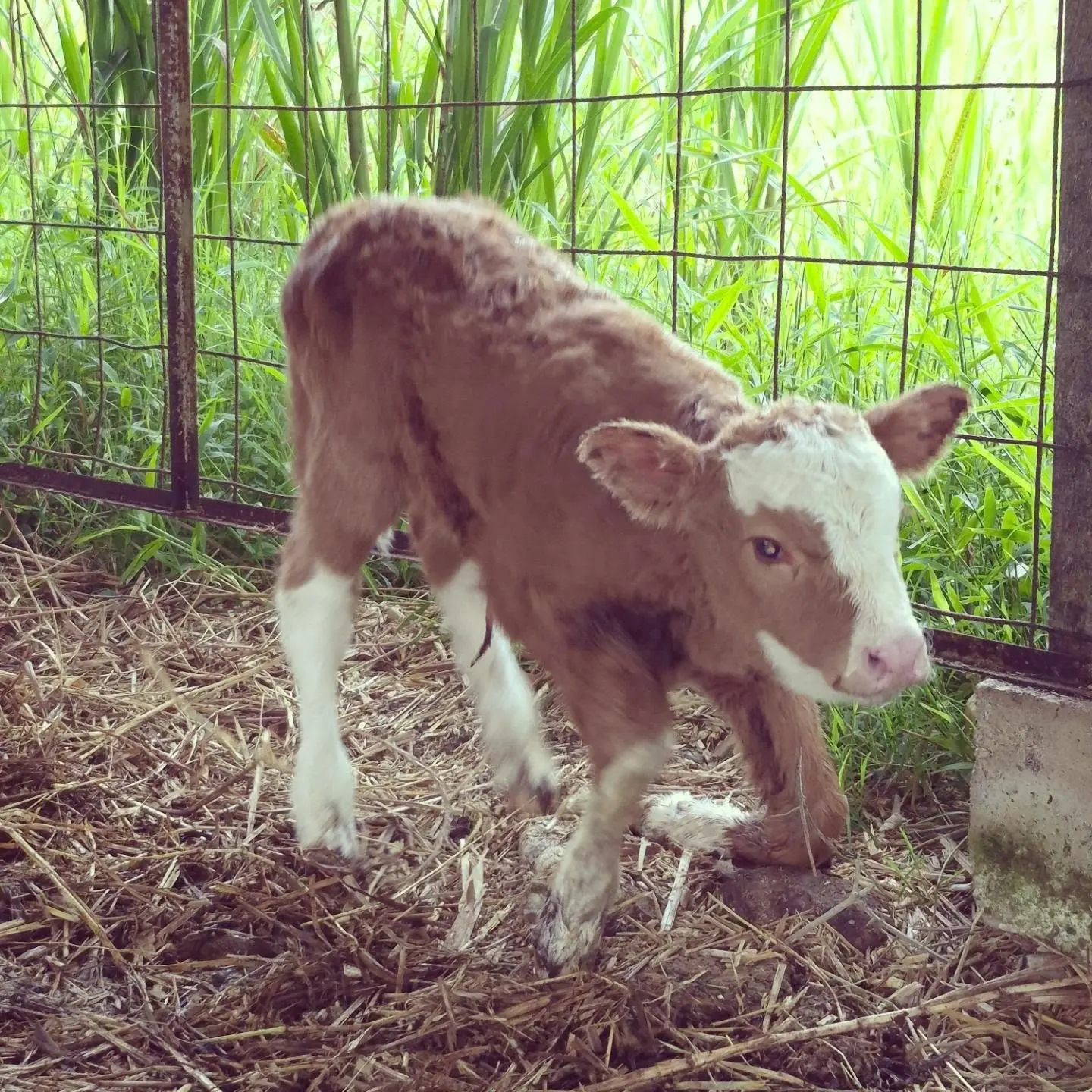 Simbrasil: Simmental × Nelore