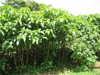 Nacedero